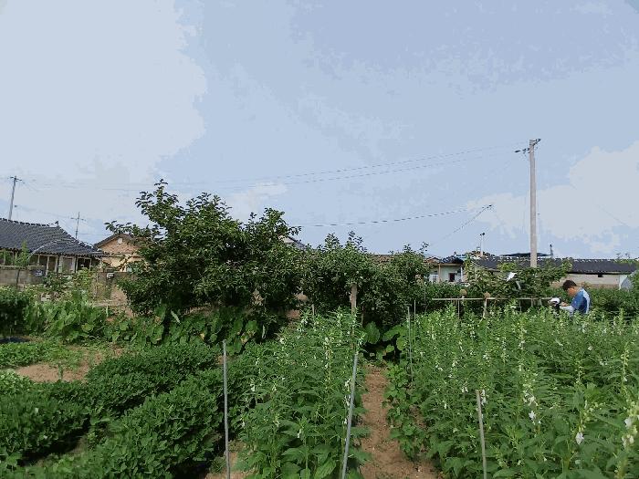 전라남도 보성군 조성면 덕산리 1948-1 답 경매 사진 5