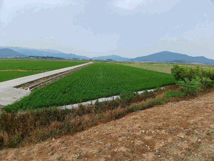 전라남도 보성군 조성면 덕산리 1948-1 답 경매 사진 8