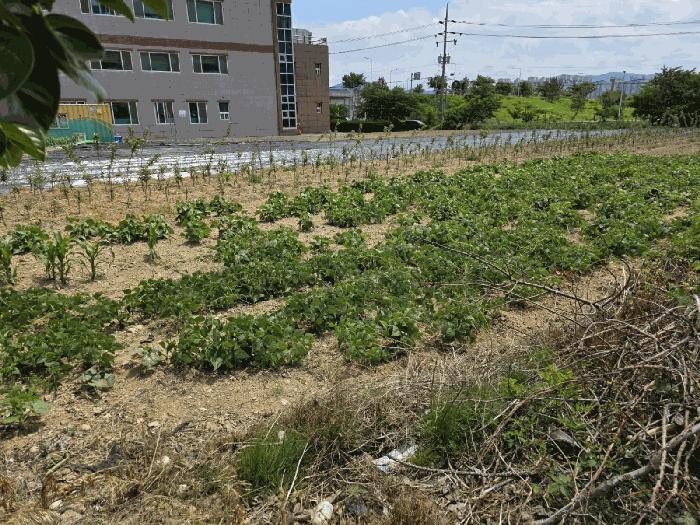 경상북도 경주시 현곡면 금장리 210 답 경매 사진 1