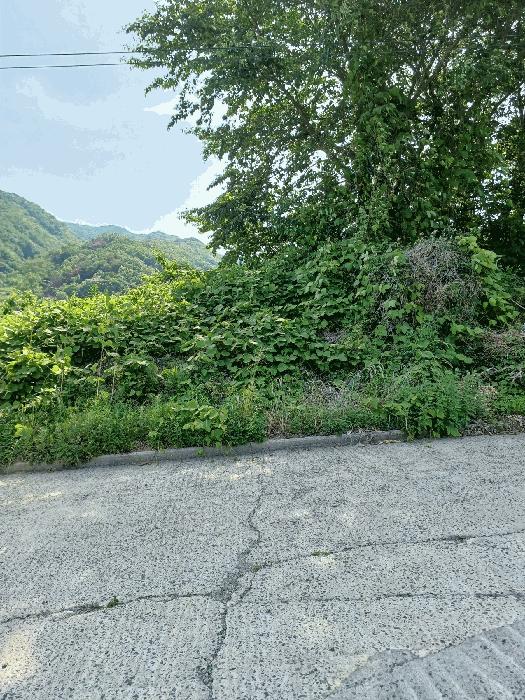 경상북도 경주시 양남면 신대리 산270 임야 경매 사진 1