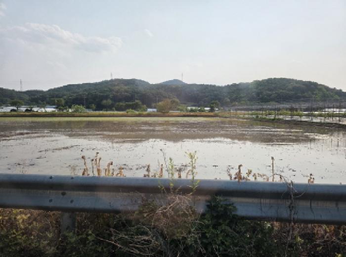 대구광역시 달성군 하빈면 기곡리 산30 임야 경매 사진 11