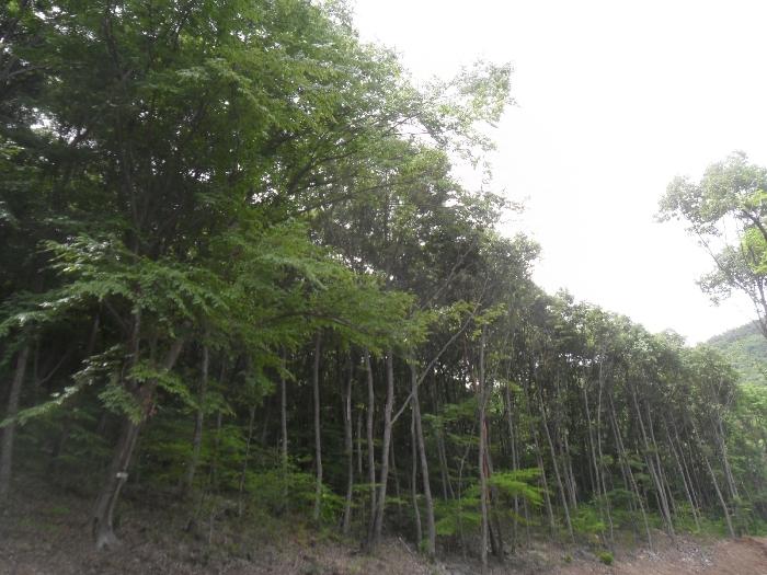 경상남도 함안군 산인면 모곡리 산79 임야 경매 사진 19