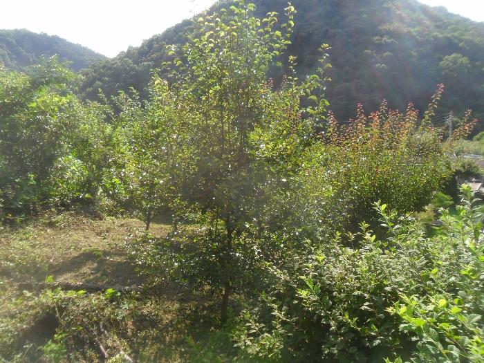 경상남도 함안군 산인면 모곡리 산79 임야 경매 사진 27
