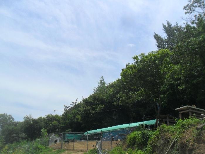 경상남도 함안군 산인면 모곡리 산79 임야 경매 사진 4