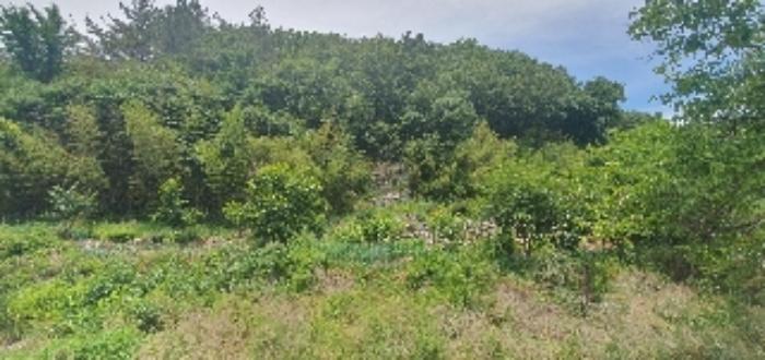 경상남도 함안군 산인면 모곡리 산79 임야 경매 사진 68
