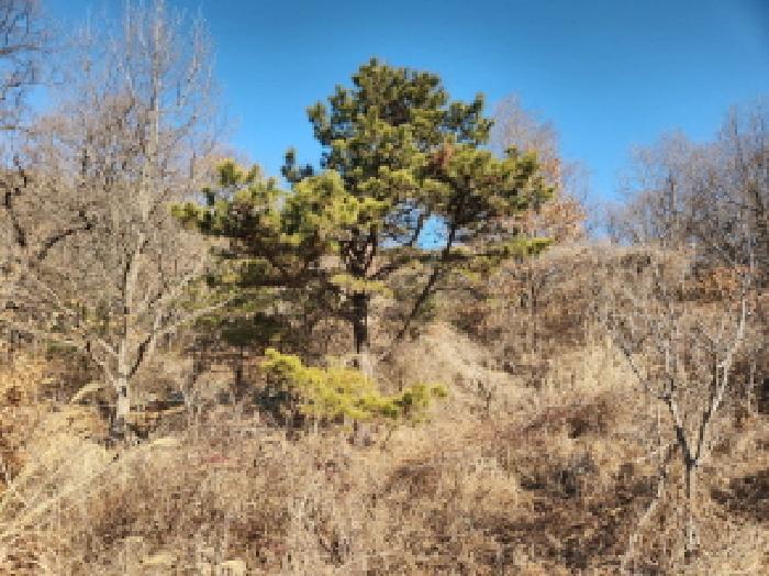 인천광역시 강화군 하점면 창후리 산5 임야 경매 사진 3