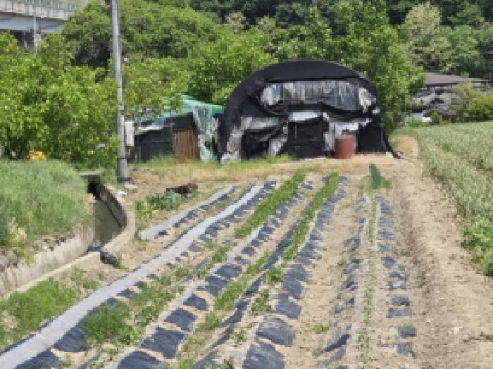 경상북도 영천시 화산면 덕암리 223 답 경매 사진 7