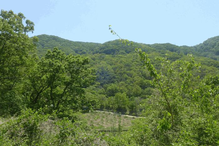 경상북도 칠곡군 임야