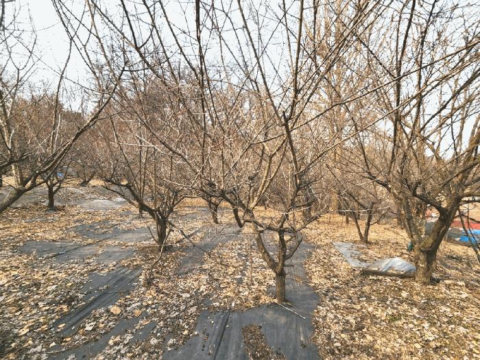 경기도 안성시 삼죽면 내강리 157-1 대지 경매 사진 1