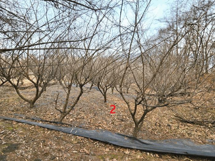 경기도 안성시 삼죽면 내강리 157-1 대지 경매 사진 4