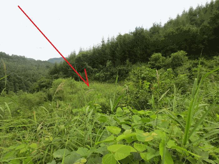 강원도 춘천시 동산면 조양리 86 전 경매 사진 4