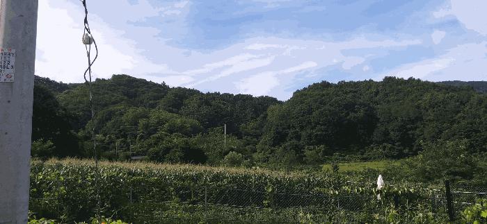 충청북도 음성군 음성읍 용산리 1570 전 경매 사진 2