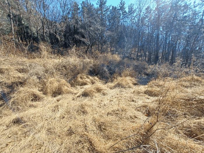 경상남도 사천시 실안동 산215 임야 경매 사진 3