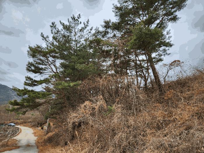 경상남도 산청군 단성면 운리 산98-16 임야 경매 사진 18