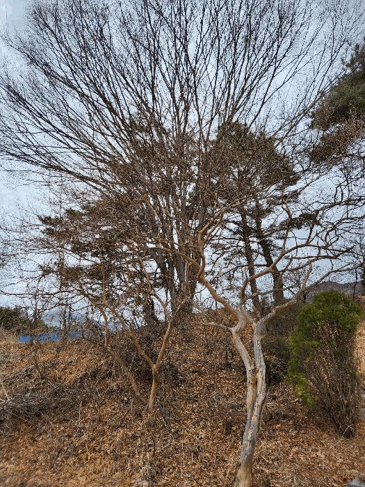 경상남도 산청군 단성면 자양리 산92-23 임야 경매 사진 34
