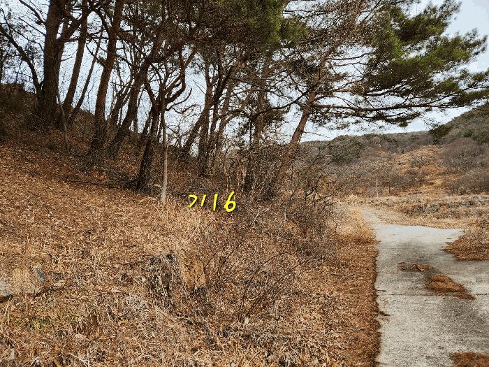 경상남도 산청군 단성면 자양리 산92-23 임야 경매 사진 43