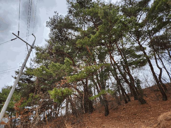경상남도 산청군 신안면 외송리 381-3 임야 경매 사진 20