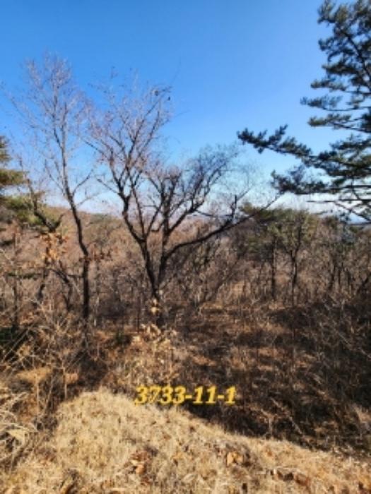 부산광역시 기장군 일광읍 원리 산101-2 임야 경매 사진 37