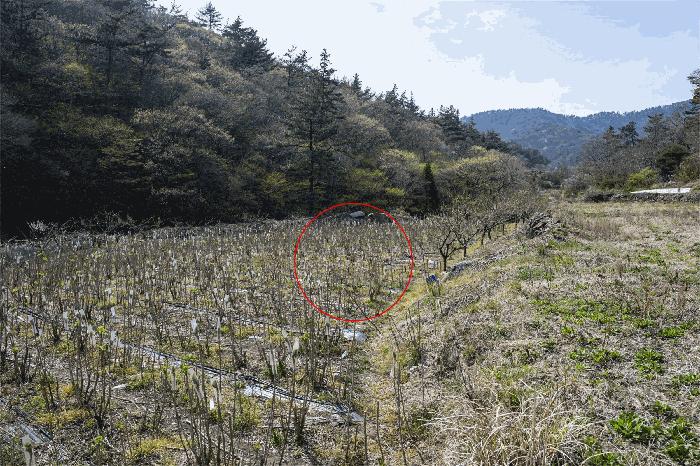 전라남도 고흥군 포두면 봉림리 819 전 경매 사진 3