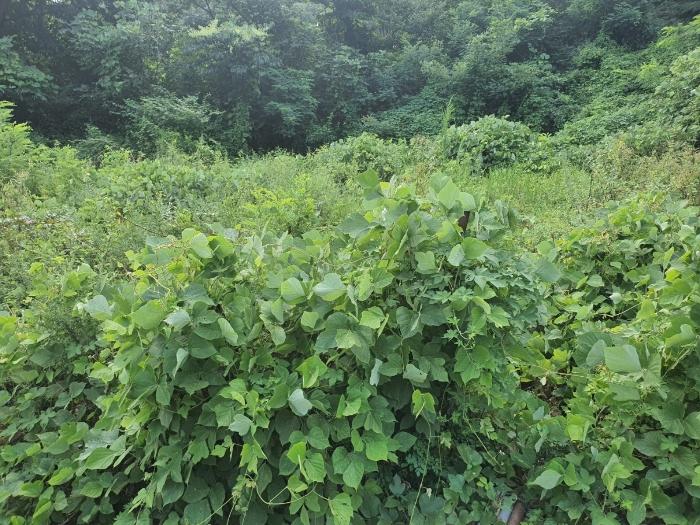 울산광역시 울주군 웅촌면 대대리 1421-1 답 경매 사진 5