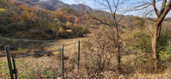 경상북도 김천시 감문면 송북리 243 답 경매 사진 20