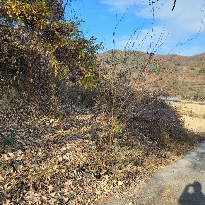경상북도 김천시 감문면 송북리 243 답 경매 사진 3