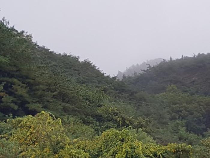경상북도 의성군 가음면 현리리 산39 임야 경매 사진 5