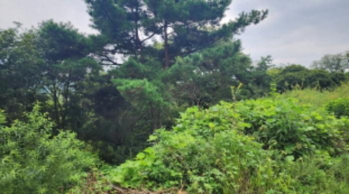 울산광역시 울주군 두동면 은편리 23-17 임야 경매 사진 5