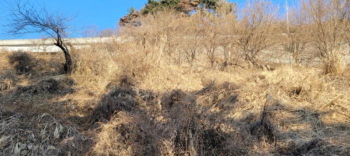 경상북도 청도군 이서면 팔조리 102 임야 경매 사진 8