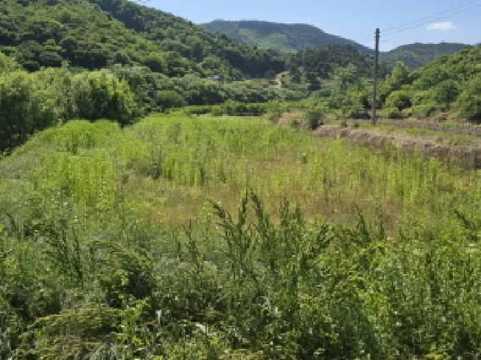 경상남도 함양군 수동면 상백리 816-1 답 경매 사진 8