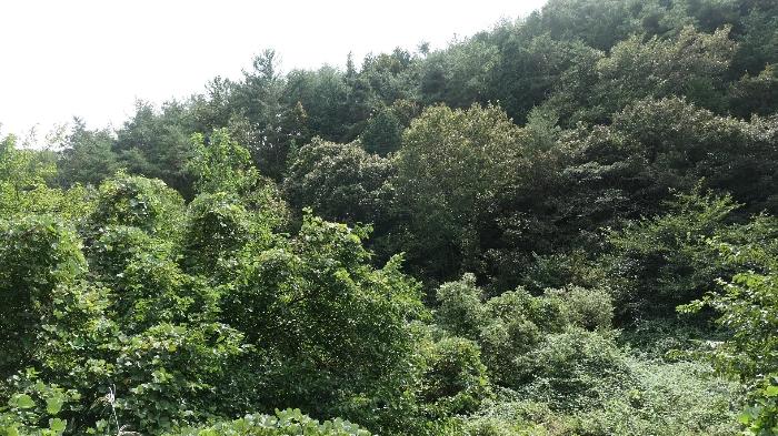 경상남도 합천군 쌍백면 장전리 802 답 경매 사진 22