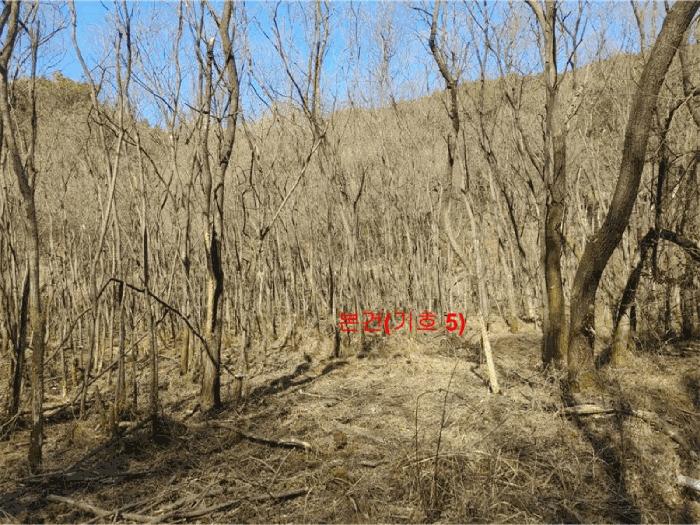 경상남도 합천군 율곡면 문림리 674 전 경매 사진 11