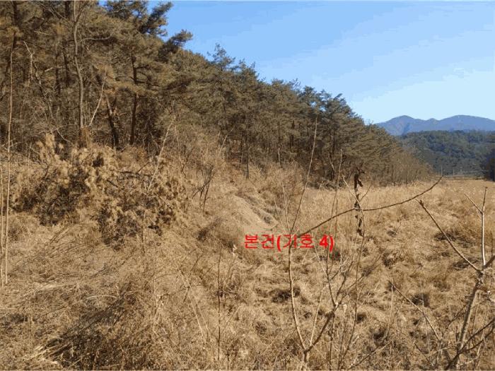 경상남도 합천군 율곡면 문림리 675 답 경매 사진 8