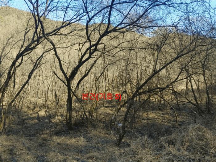 경상남도 합천군 율곡면 문림리 675-1 답 경매 사진 14