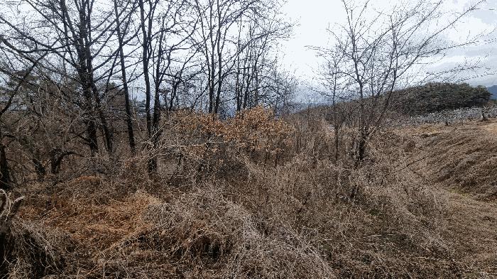 경상남도 거창군 남상면 대산리 625-1 전 경매 사진 8