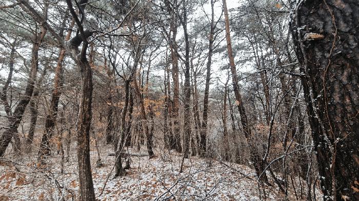 경상남도 합천군 가야면 황산리 산11-20 임야 경매 사진 30
