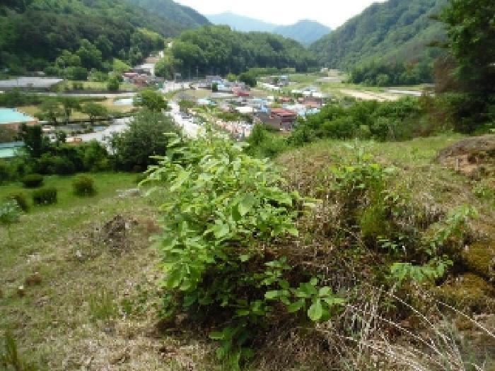 전북특별자치도 무주군 부남면 가당리 442-2 전 경매 사진 21