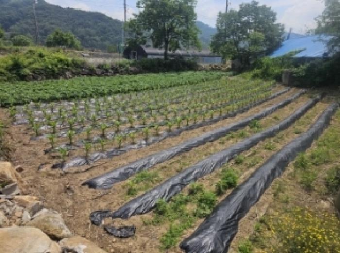 충청북도 단양군 적성면 하리 398 전 경매 사진 19