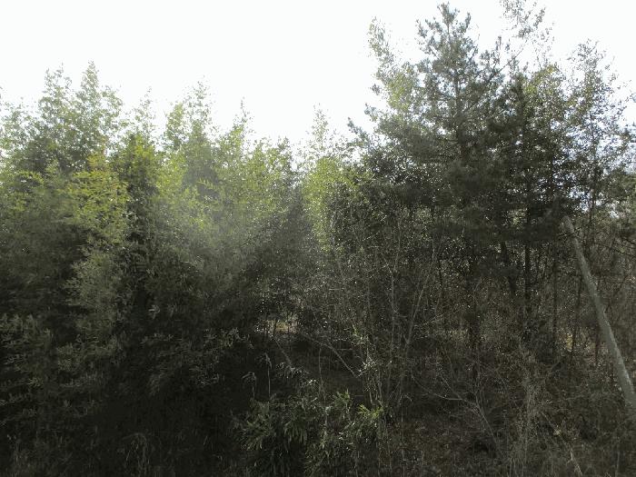 전라남도 무안군 일로읍 의산리 산102 임야 경매 사진 2