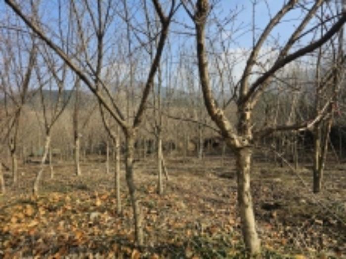 전라남도 구례군 산동면 좌사리 408-2 답 경매 사진 40