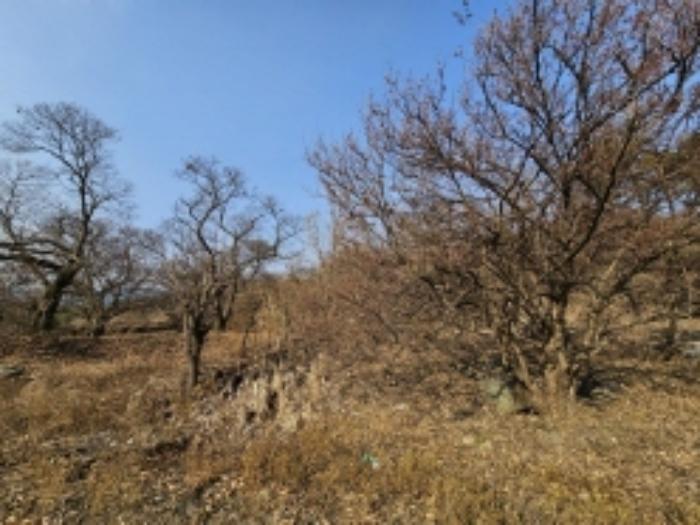전라남도 구례군 산동면 좌사리 394 전 경매 사진 26