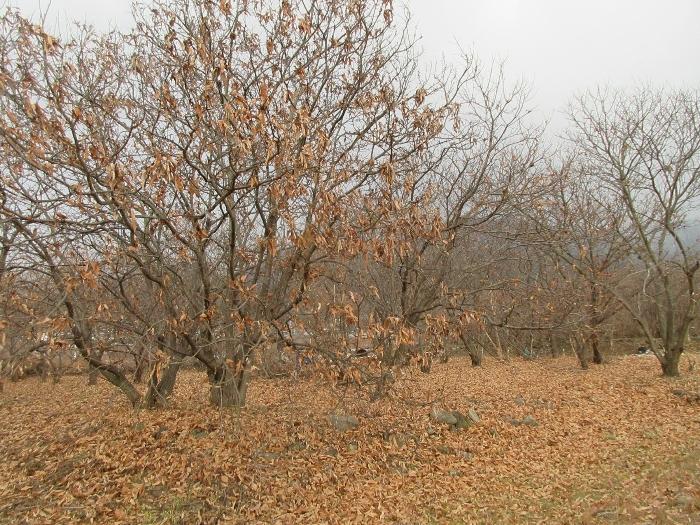 전라남도 구례군 산동면 좌사리 394 전 경매 사진 9