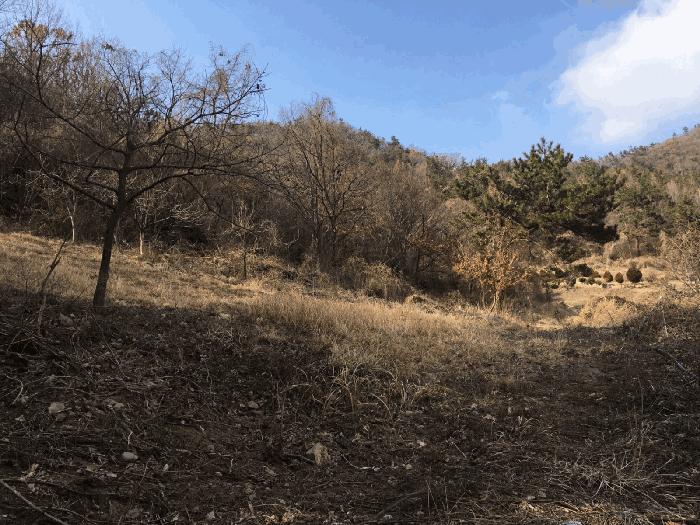 전라남도 진도군 의신면 연주리 563 임야 경매 사진 13