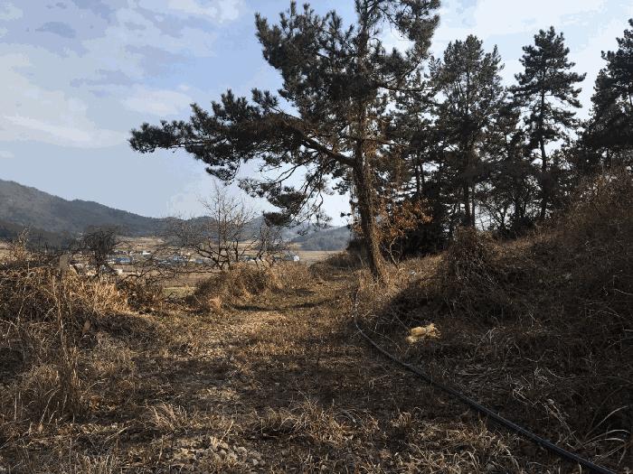 전라남도 진도군 의신면 연주리 563 임야 경매 사진 2