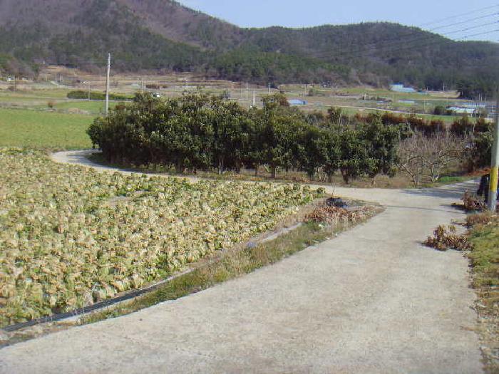전라남도 진도군 의신면 연주리 426 주택 경매 사진 32