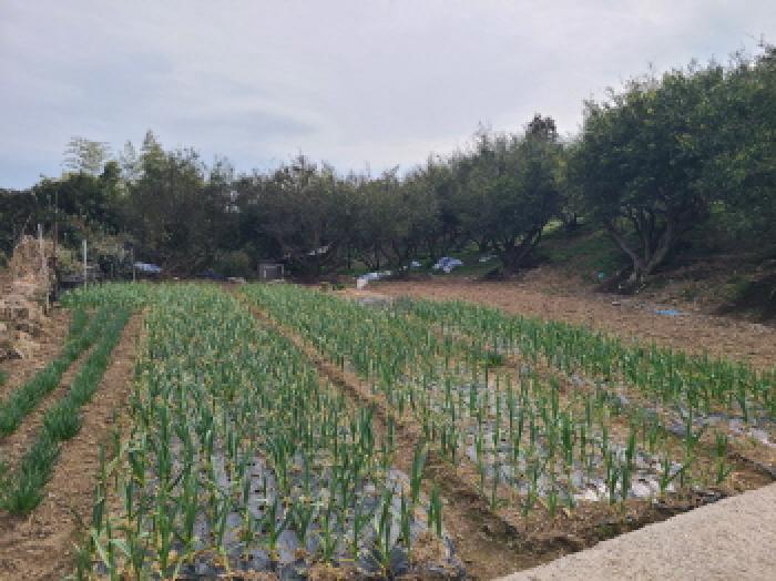 전라남도 완도군 금일읍 신구리 820-1 전 경매 사진 15