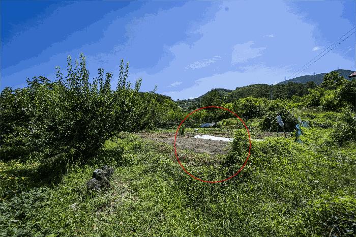 전라남도 광양시 옥룡면 율천리 산36 임야 경매 사진 3
