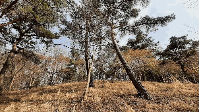 전라남도 순천시 석현동 산138 임야 경매 사진 3