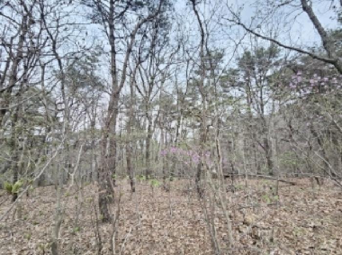 전라남도 순천시 석현동 산138 임야 경매 사진 8
