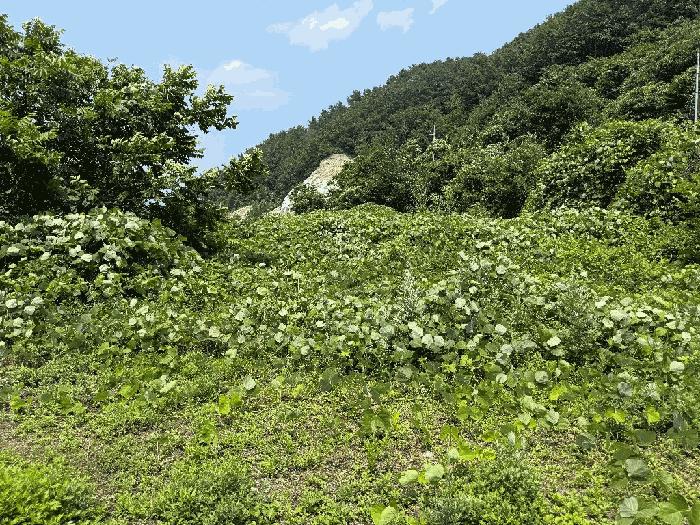 전라남도 광양시 다압면 하천리 59 대지 경매 사진 6